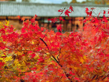 京都の紅葉名所　東福寺