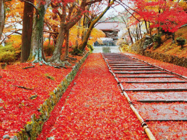 紅葉の絨毯　毘沙門堂門跡