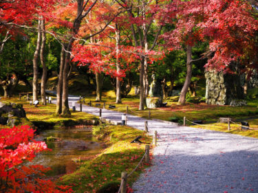 北山杉と紅葉　しょうざん庭園