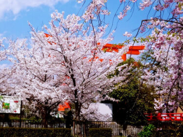 京都　桜・人気＆穴場情報　2021年