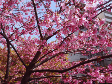 早春の堀川通・一条戻り橋の河津桜