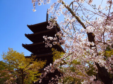 御室桜・桜の名所　世界遺産「仁和寺」