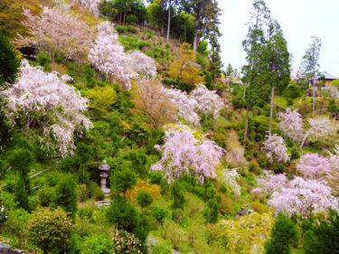 四季折々の花々を楽しむ　西京区「善峯寺」